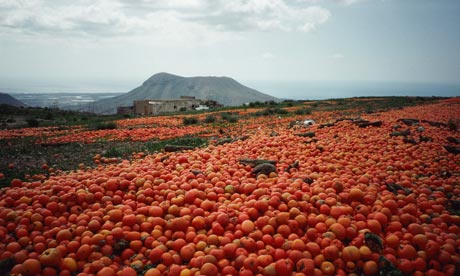 food waste tomato